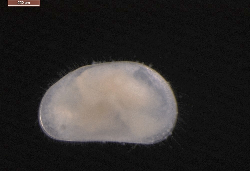 Pseudocandona_pratensis-10.jpg