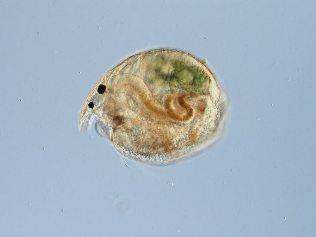 Pseudochydorus_globosus-11.jpg