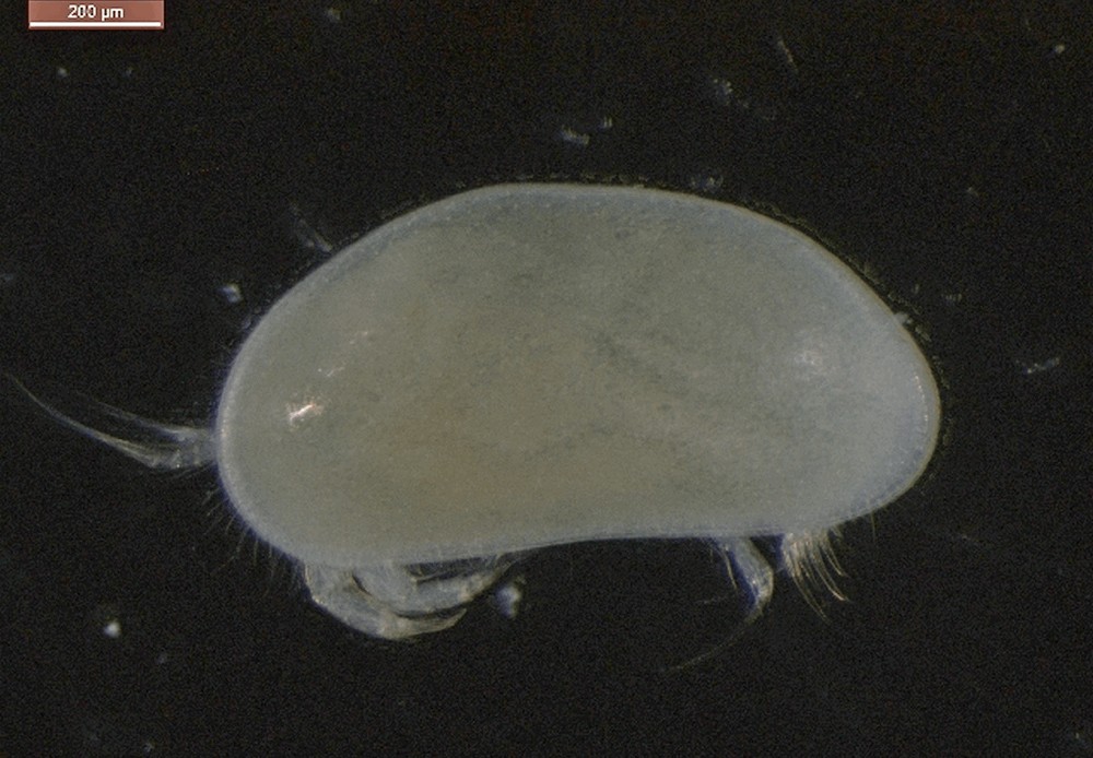 Psychrodromus_olivaceus-11.jpg