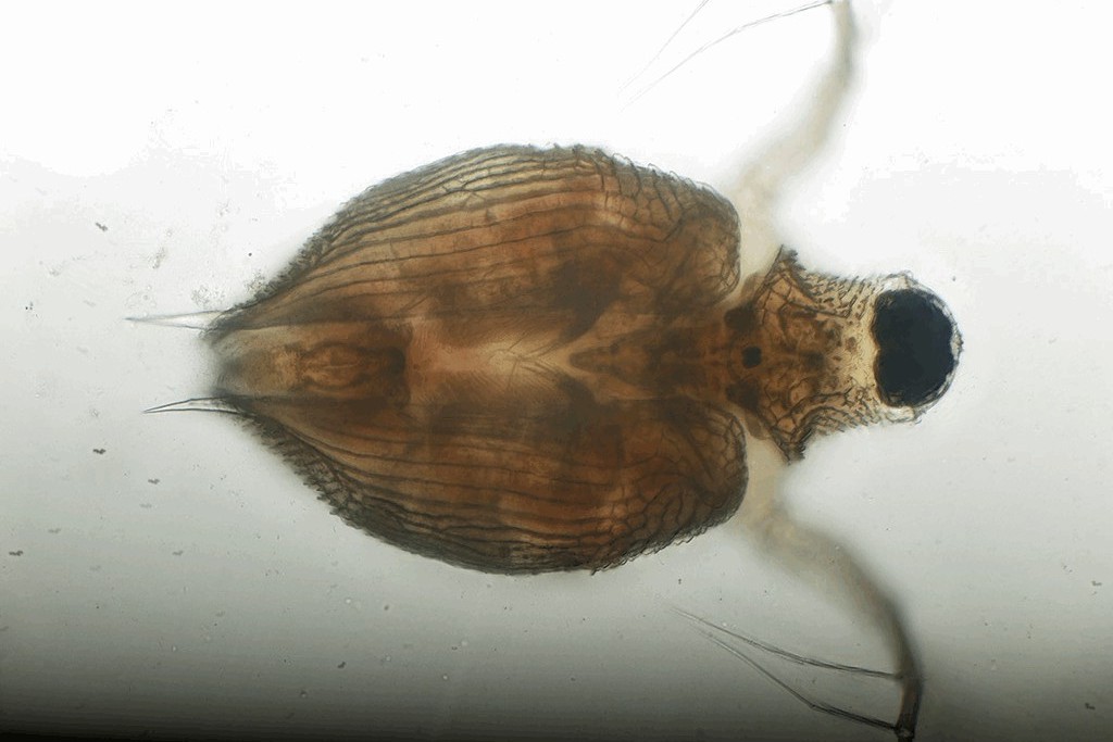 Scapholeberis_erinaceus-1a.jpg