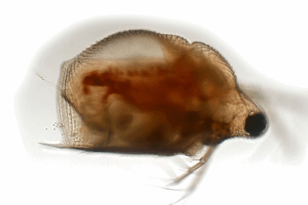 Scapholeberis_erinaceus-2a.jpg