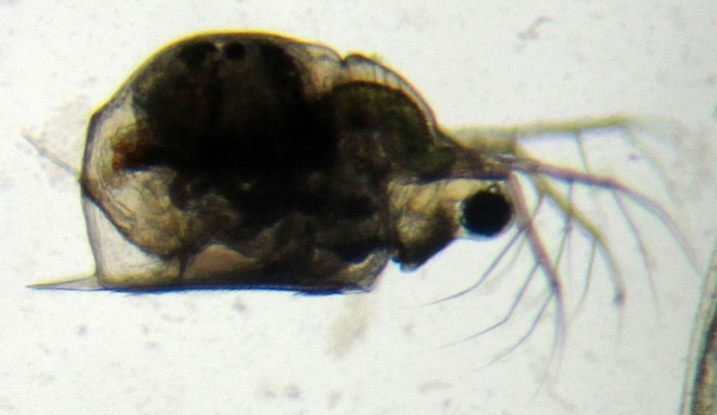 Scapholeberis_microcephala-1.jpg