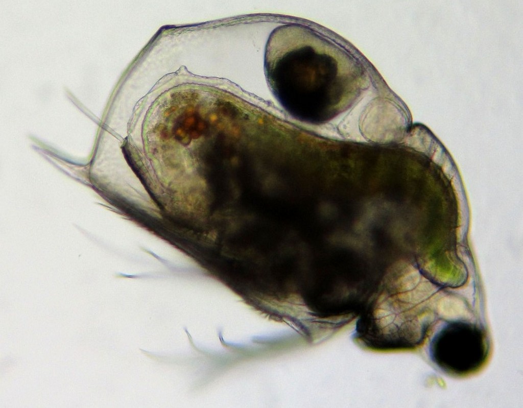 Scapholeberis_microcephala-2.jpg