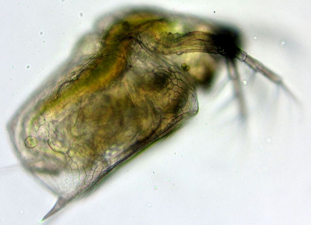 Scapholeberis_microcephala-3.jpg
