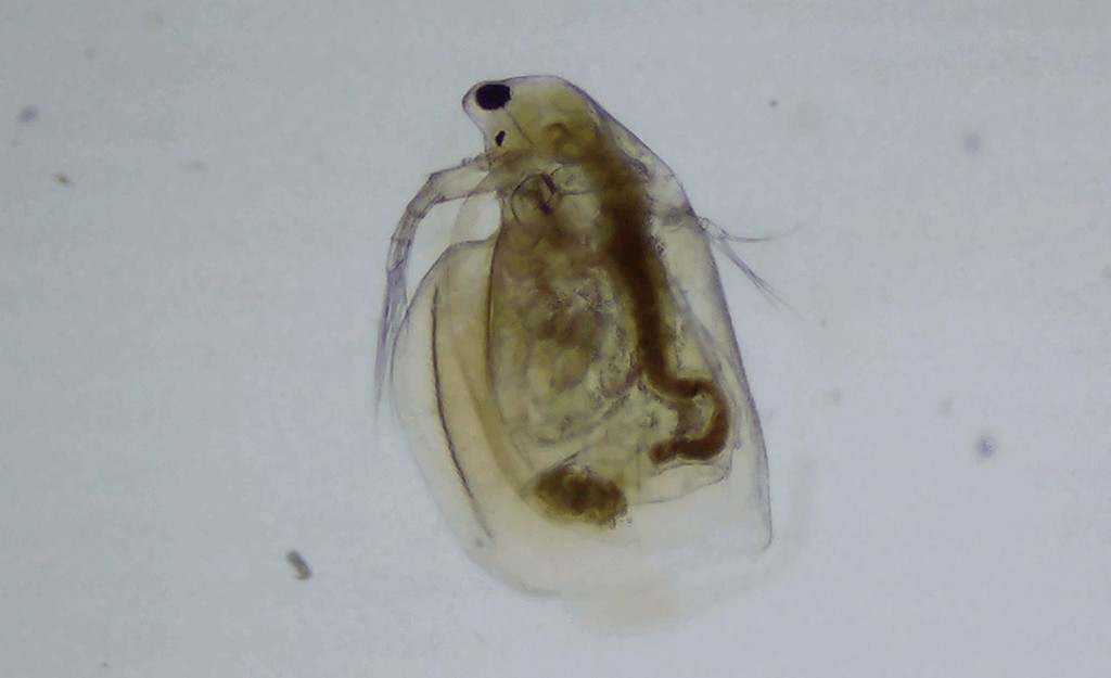 Simocephalus_congener-2a.jpg