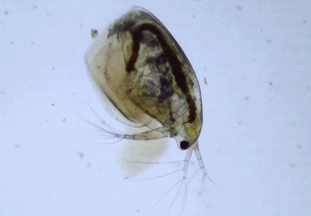 Simocephalus_congener-3a.jpg