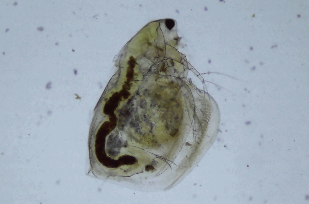 Simocephalus_congener-4a.jpg