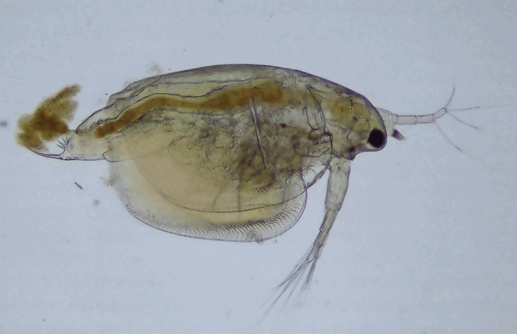 Simocephalus_exspinosus-11.jpg