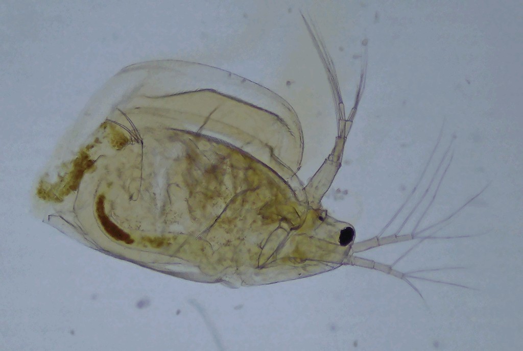 Simocephalus_exspinosus-13.jpg