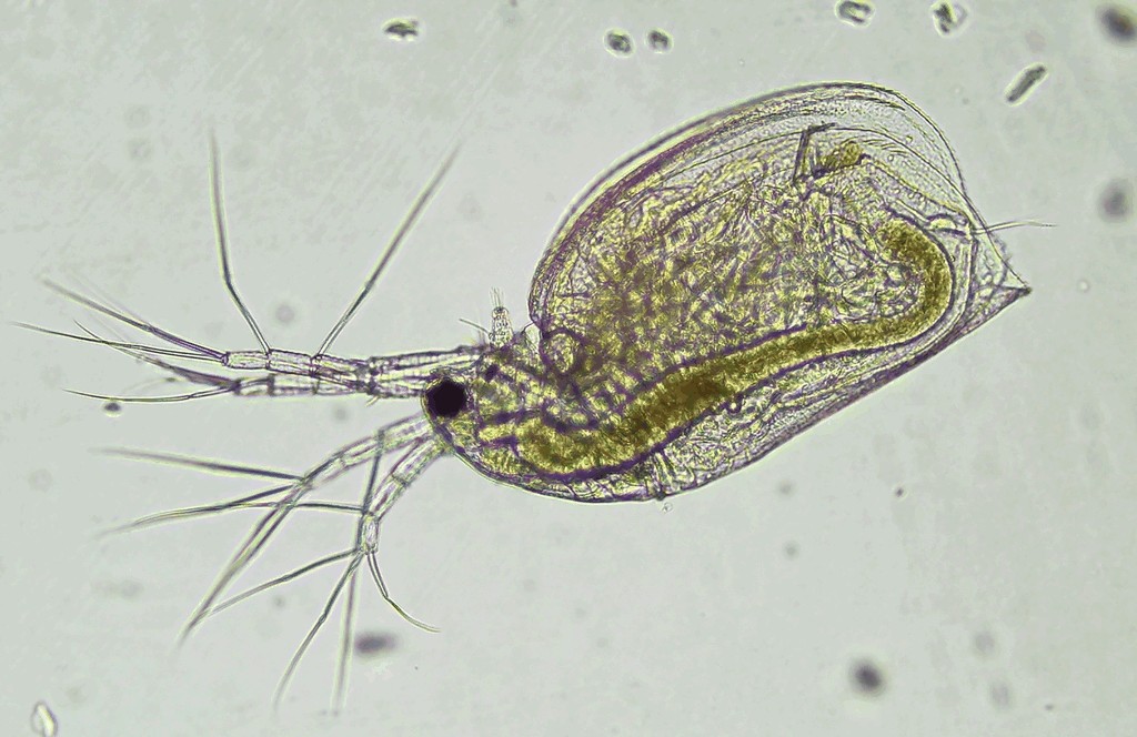 Simocephalus_exspinosus-14.jpg