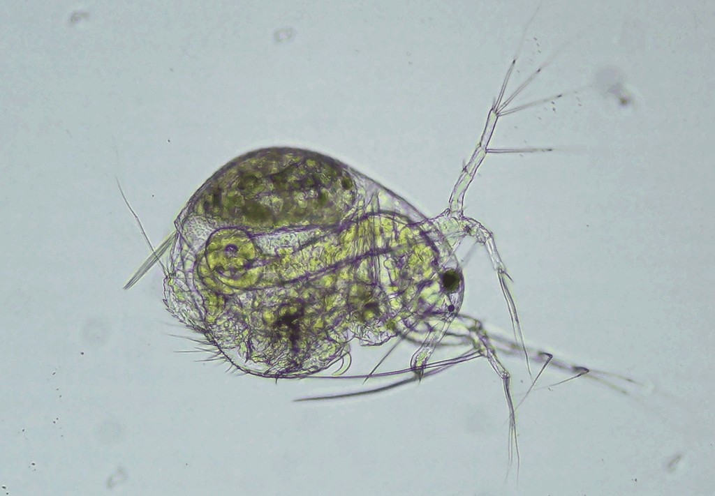 Streblocerus_serricaudatus-5.jpg