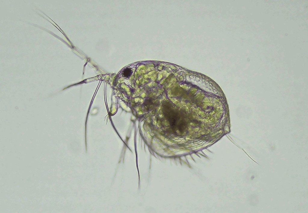 Streblocerus_serricaudatus-6.jpg