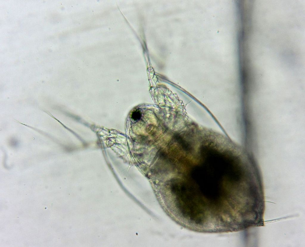 Streblocerus_serricaudatus-7.jpg
