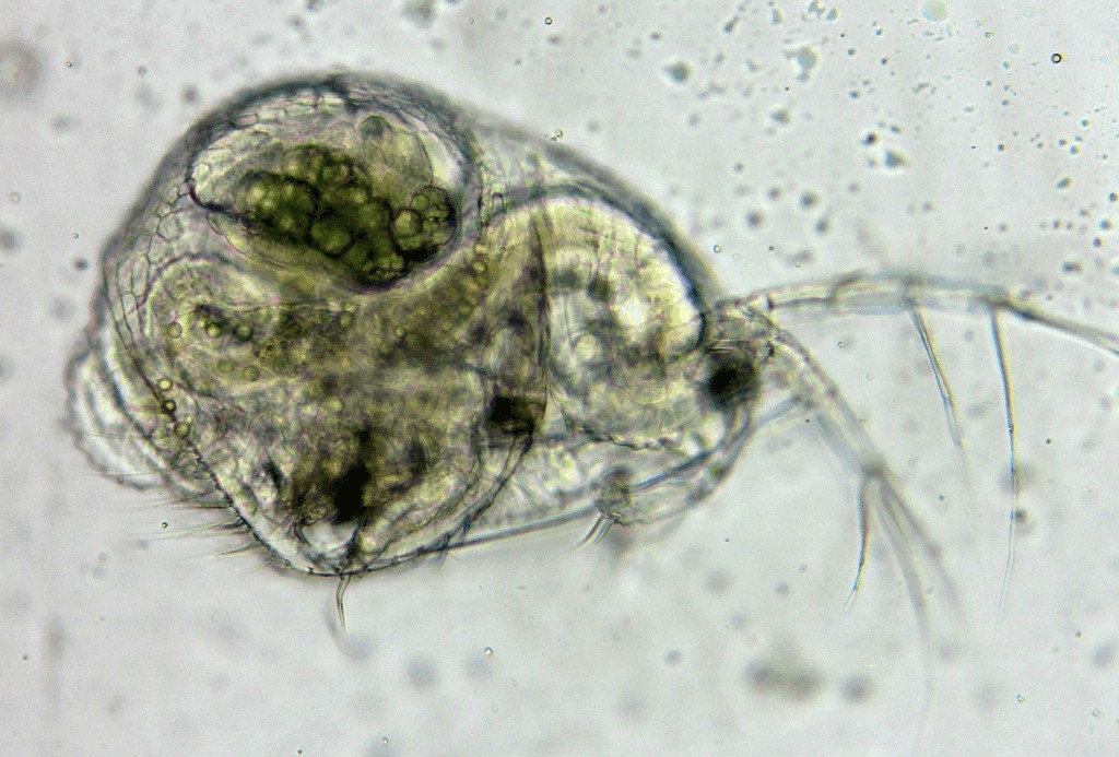 Streblocerus_serricaudatus-8.jpg