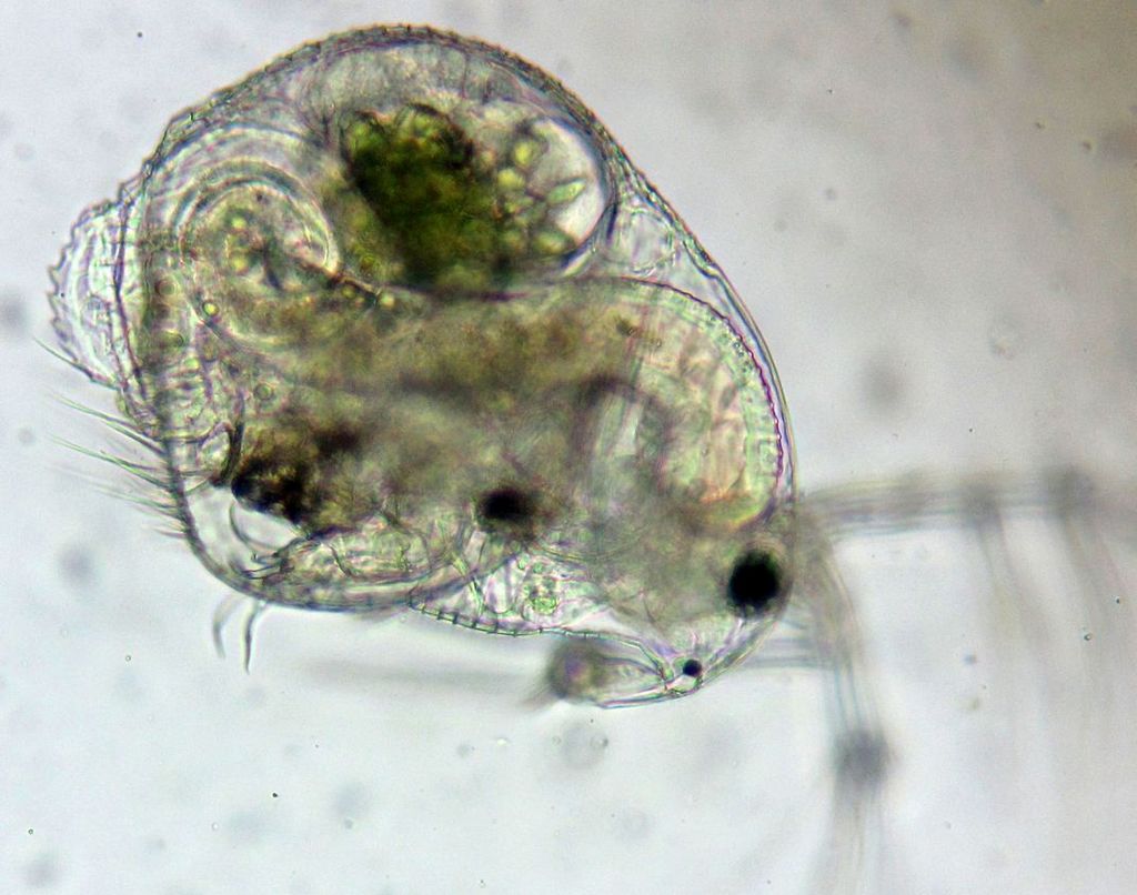 Streblocerus_serricaudatus-9.jpg
