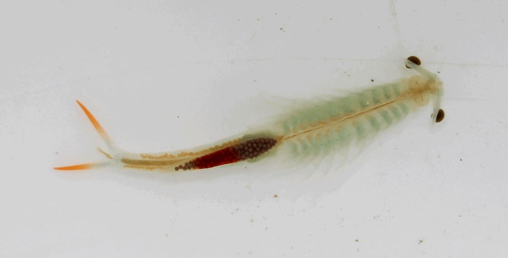 Streptocephalus_torvicornis-1a.jpg