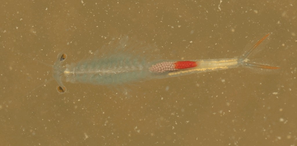 Streptocephalus_torvicornis-2.jpg