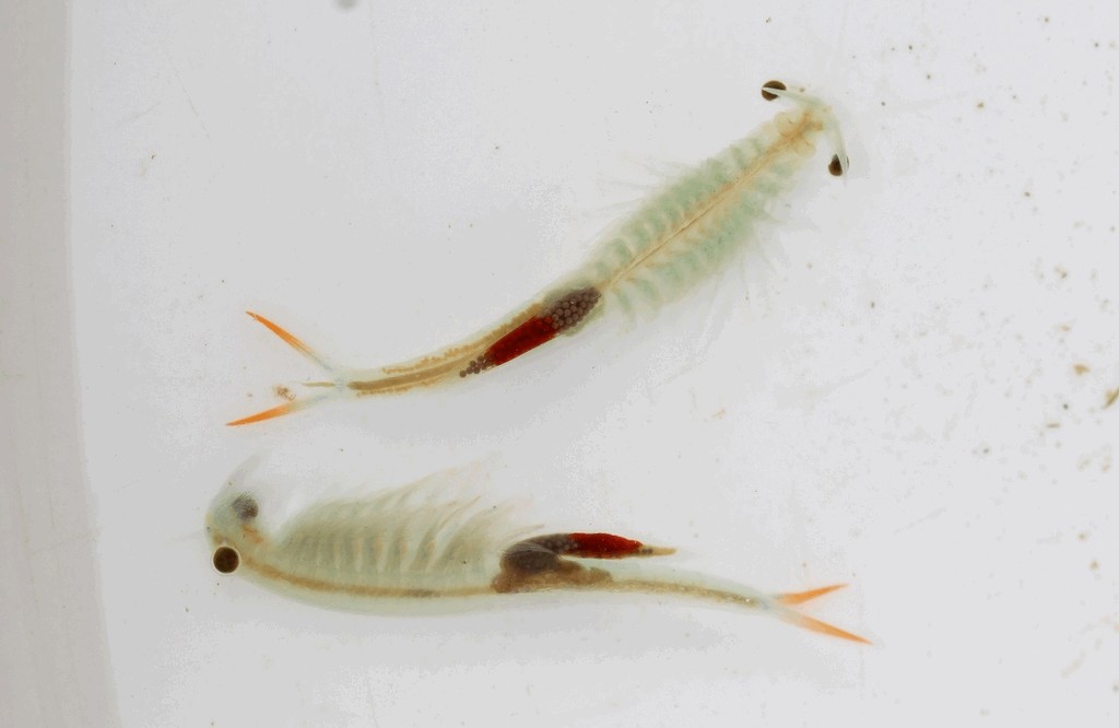 Streptocephalus_torvicornis-4a.jpg