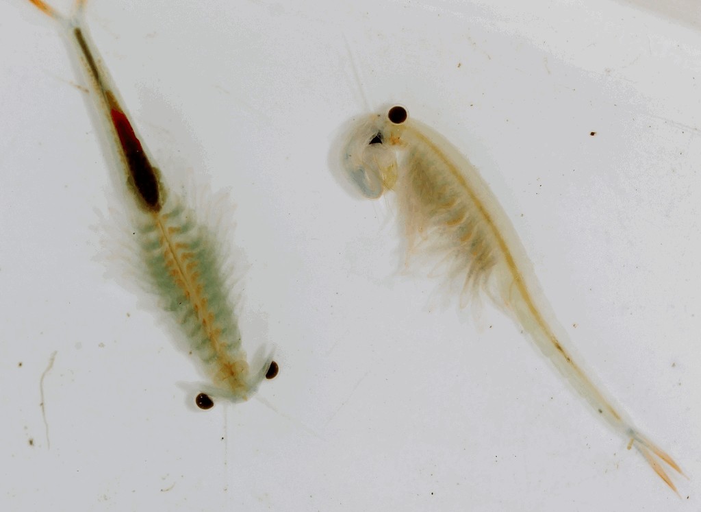 Streptocephalus_torvicornis-5.jpg