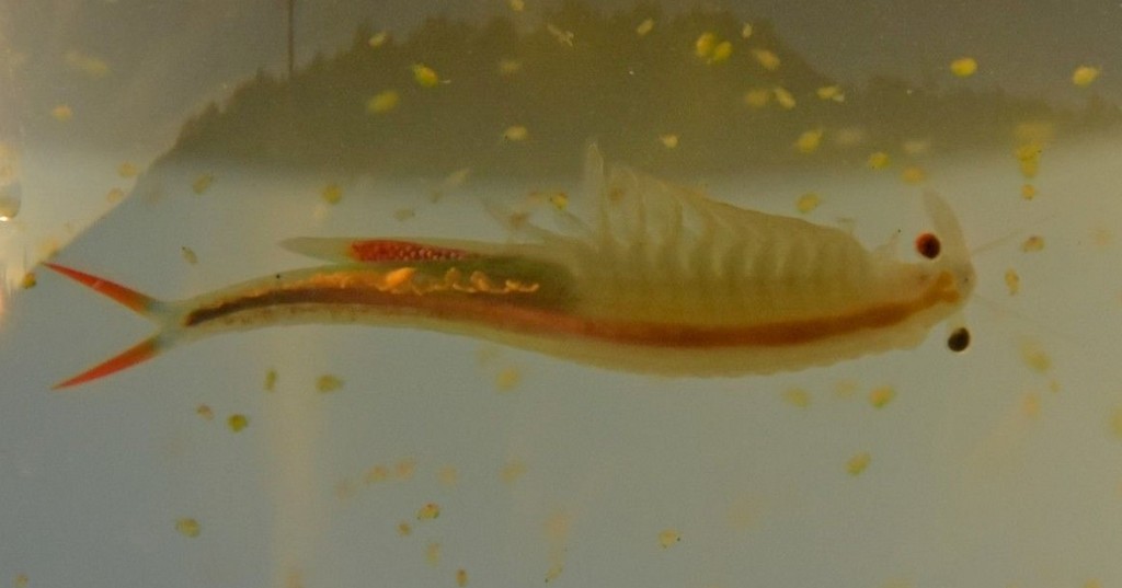 Streptocephalus_torvicornis-6.jpg