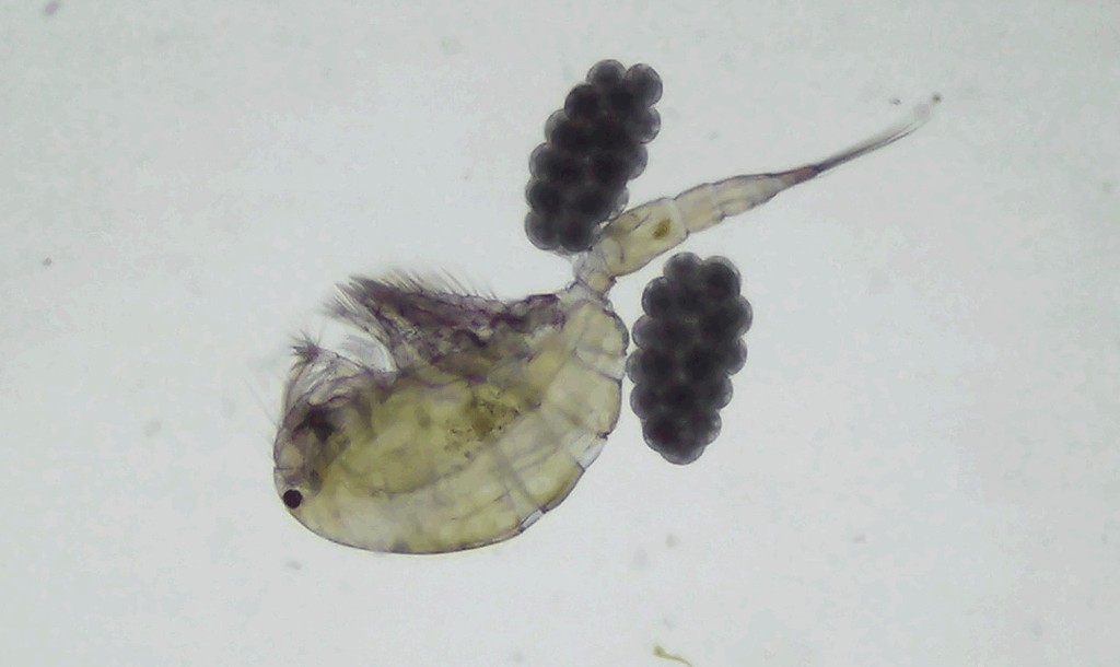 Thermocyclops_dybowskii-1.jpg