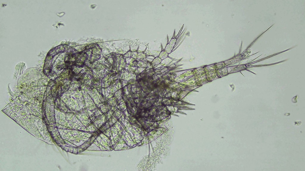 Thermocyclops_dybowskii-2.jpg