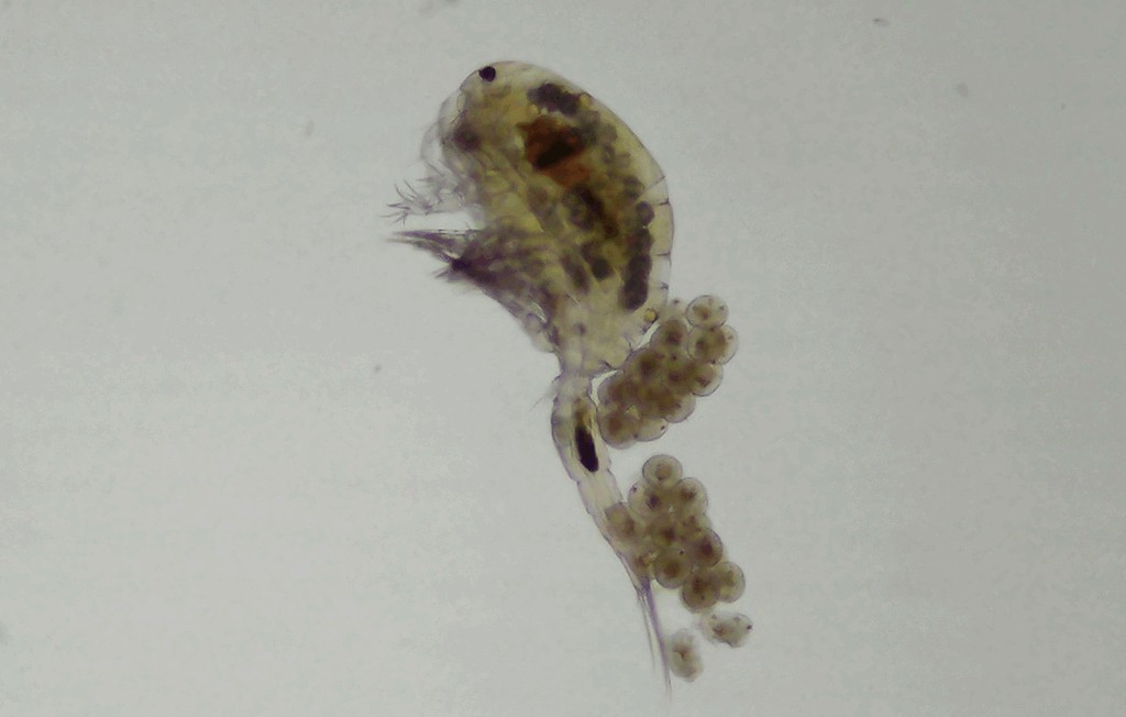 Thermocyclops_dybowskii-3.jpg