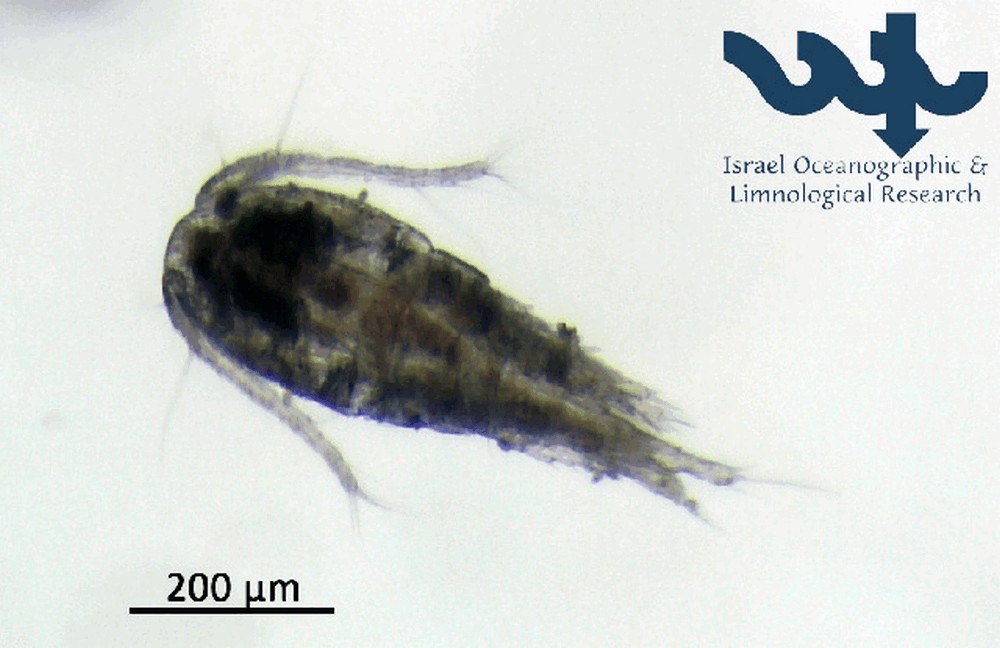 Thermocyclops_dybowskii-5.jpg