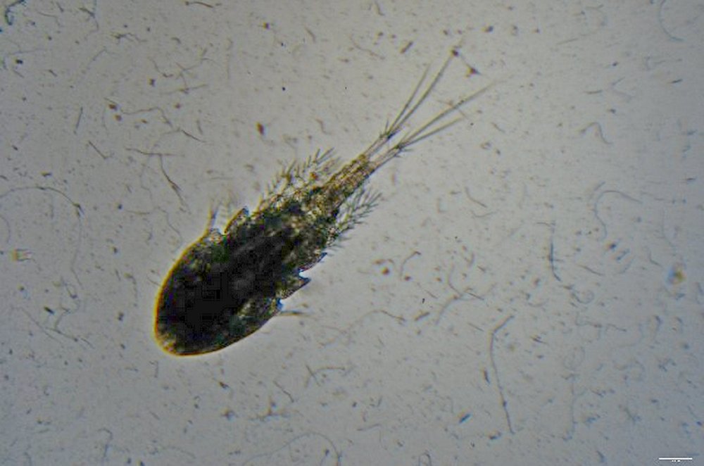Thermocyclops_oithonoides-19.jpg