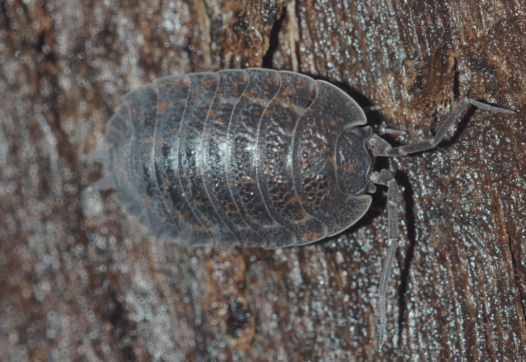 Trachelipus_difficilis-1.jpg