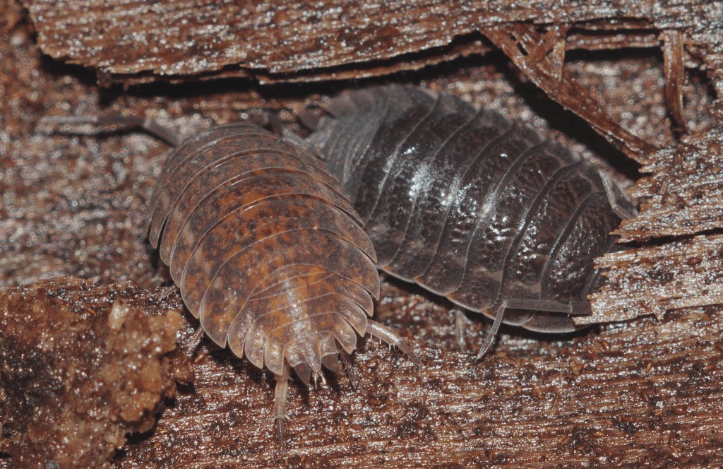 Trachelipus_difficilis-2.jpg