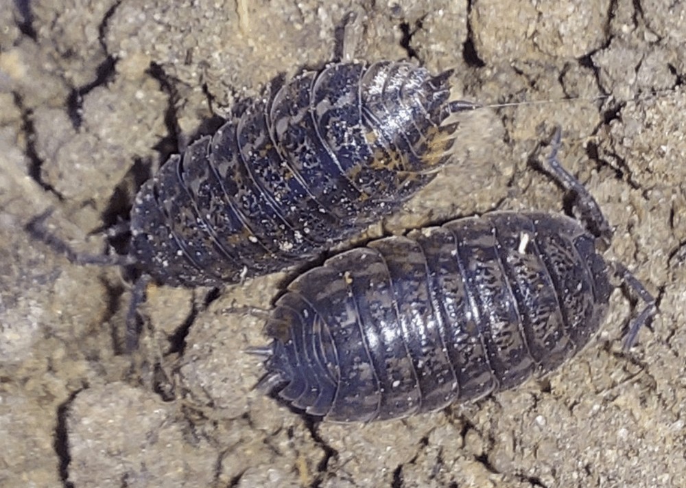 Trachelipus_rathkii-21.jpg