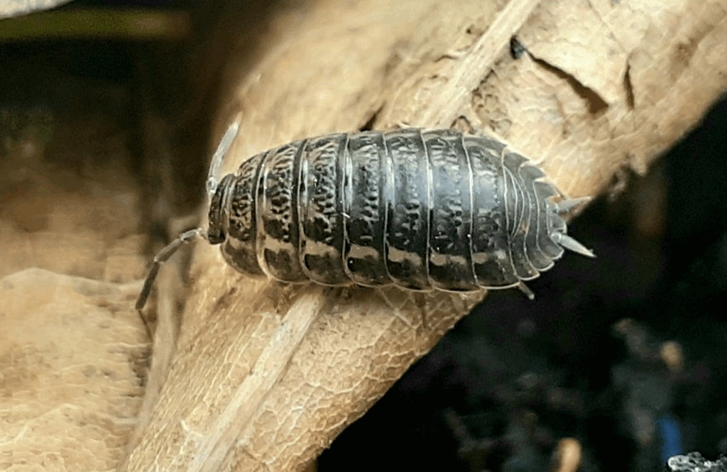 Trachelipus_rathkii-23.jpg