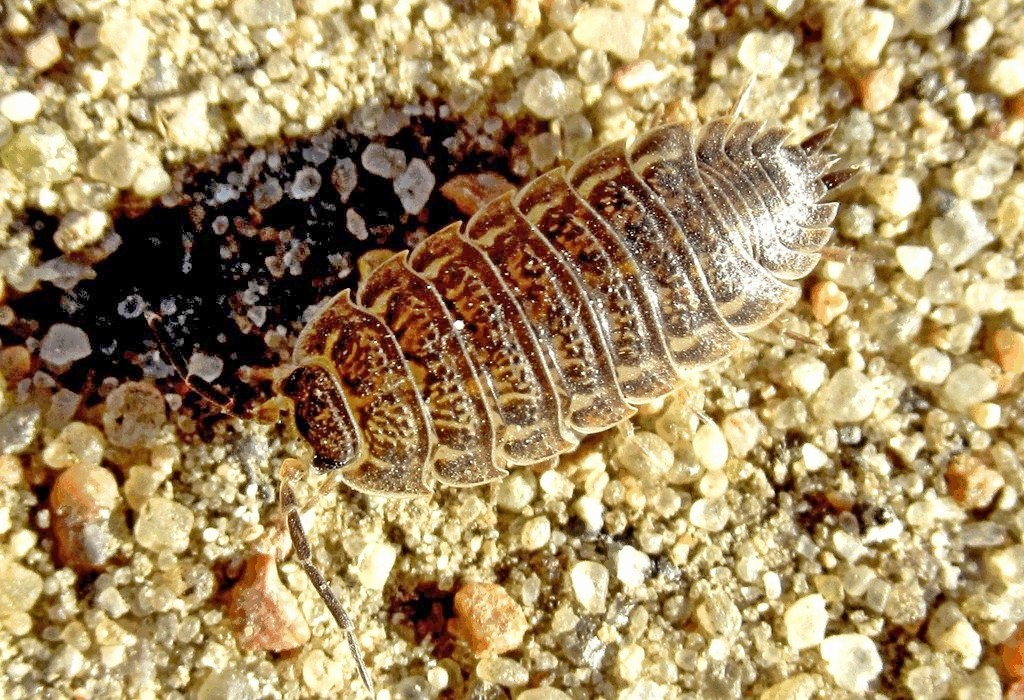 Trachelipus_rathkii-24.jpg