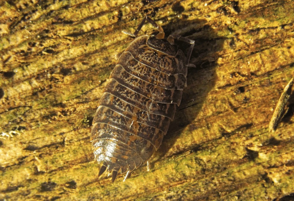 Trachelipus_rathkii-27.jpg