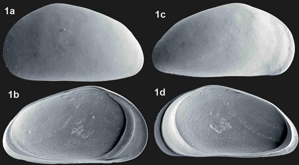 Trajancypris_clavata-R.jpg