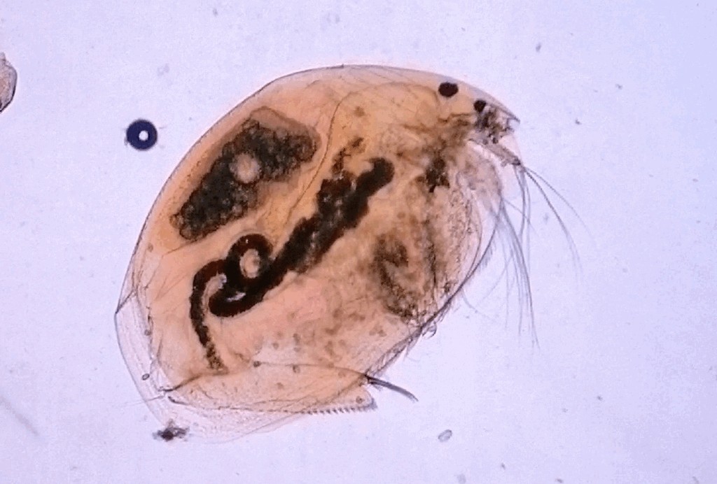 Tretocephala_ambigua-1.jpg