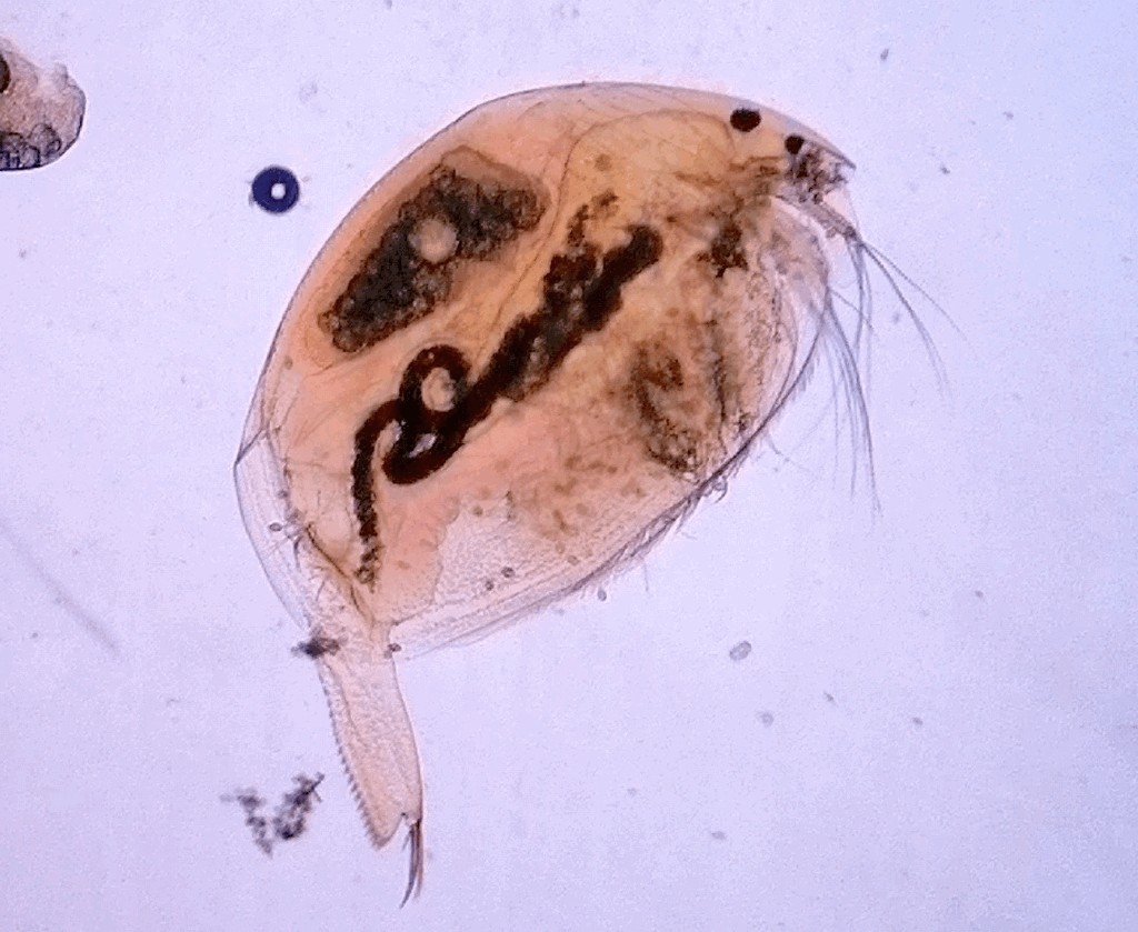 Tretocephala_ambigua-2.jpg