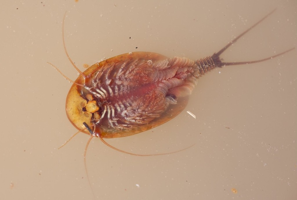 Triops_cancriformis-3a.jpg