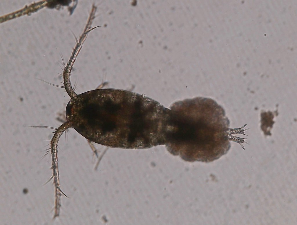 Tropocyclops_prasinus-10.jpg