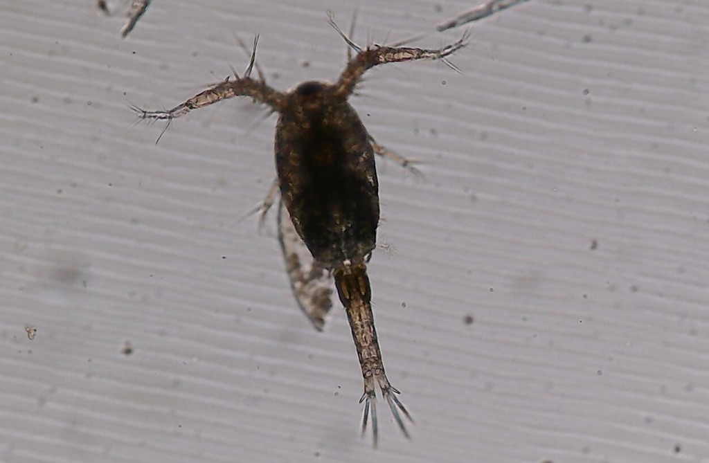 Tropocyclops_prasinus-12.jpg