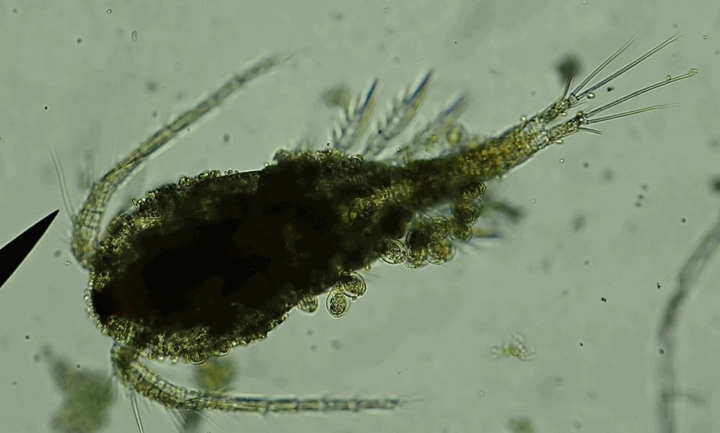 Tropocyclops_prasinus-16.jpg